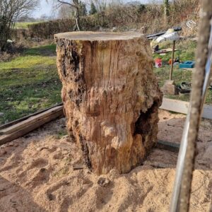 Brooks burr oak tree trunk slice table saw