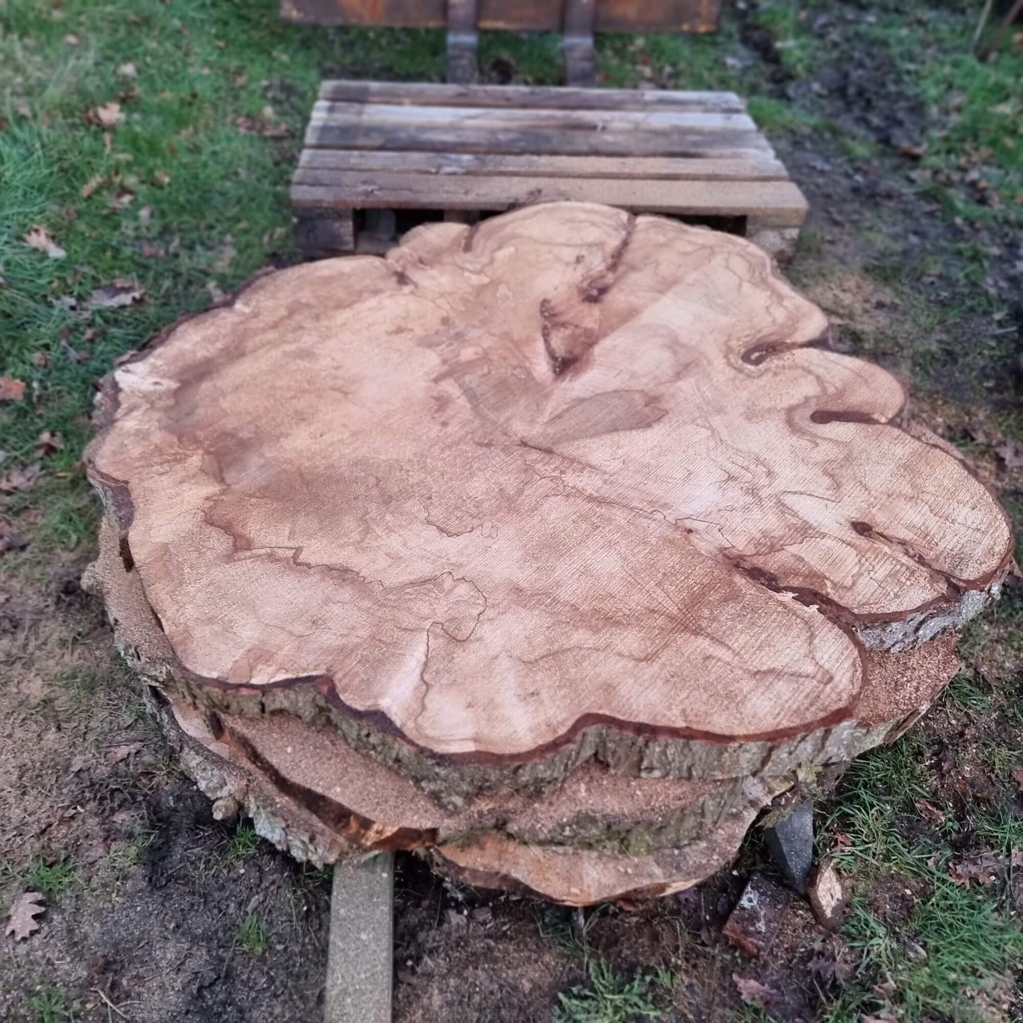 Pass giant maple trunk slice table slices rough