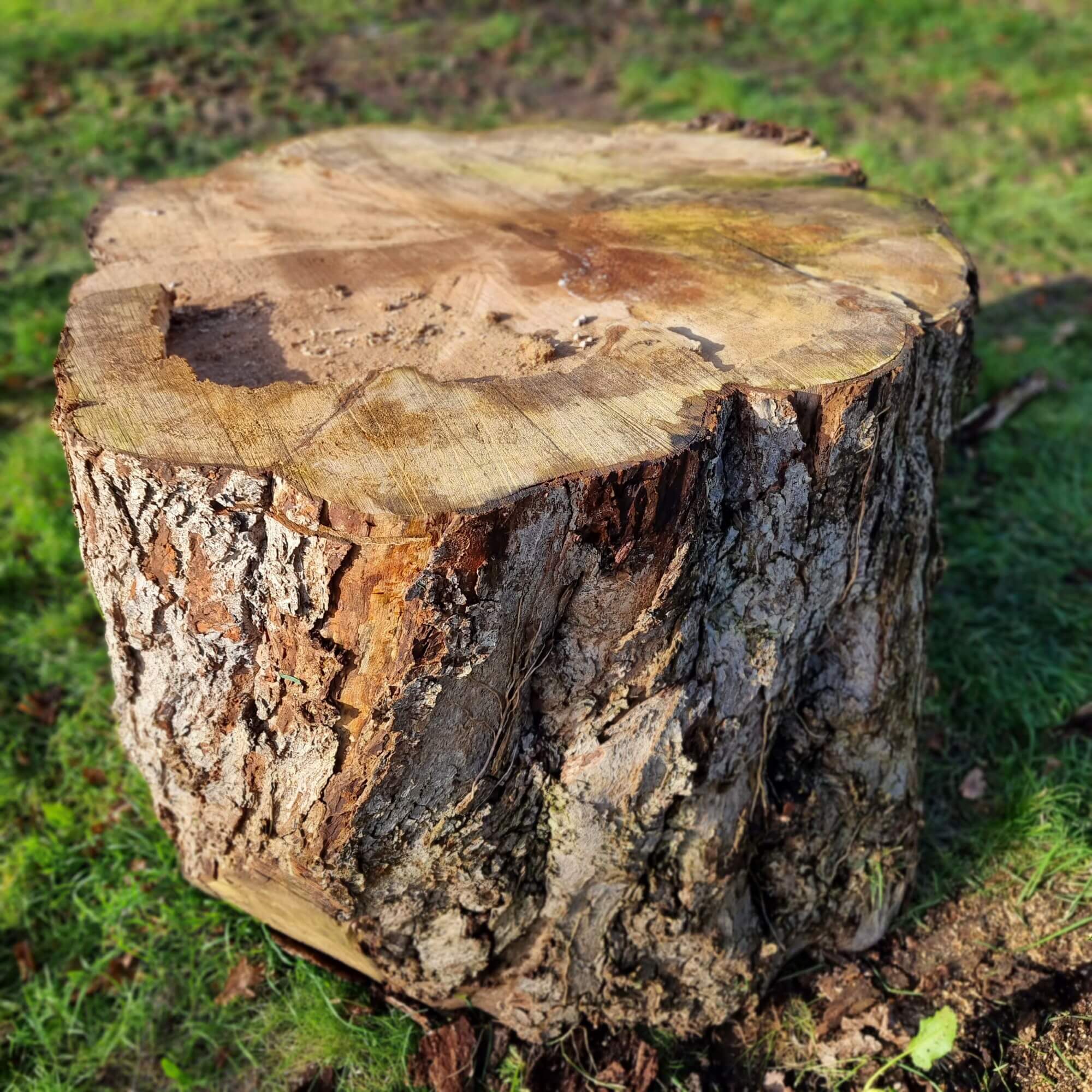 Pass giant maple trunk slice table trunk