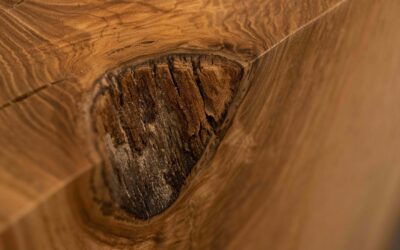 Inside the Grain: Exploring the Beauty of Fallen Ash Wood